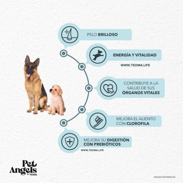 Pet Angels 🐶 Comida para Perros - Imagen 2